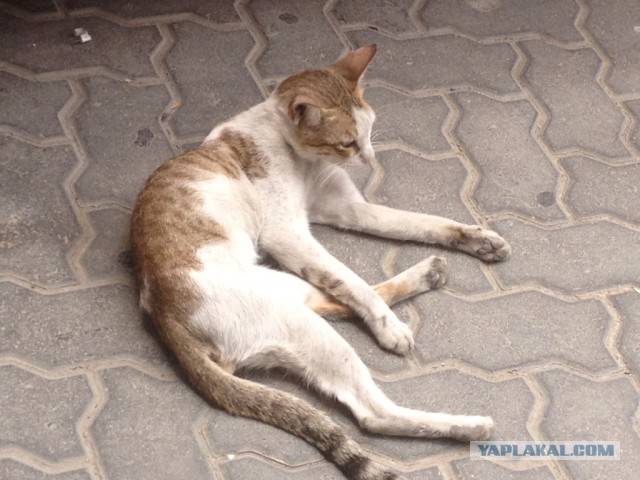 Котовторник 25.06.2013