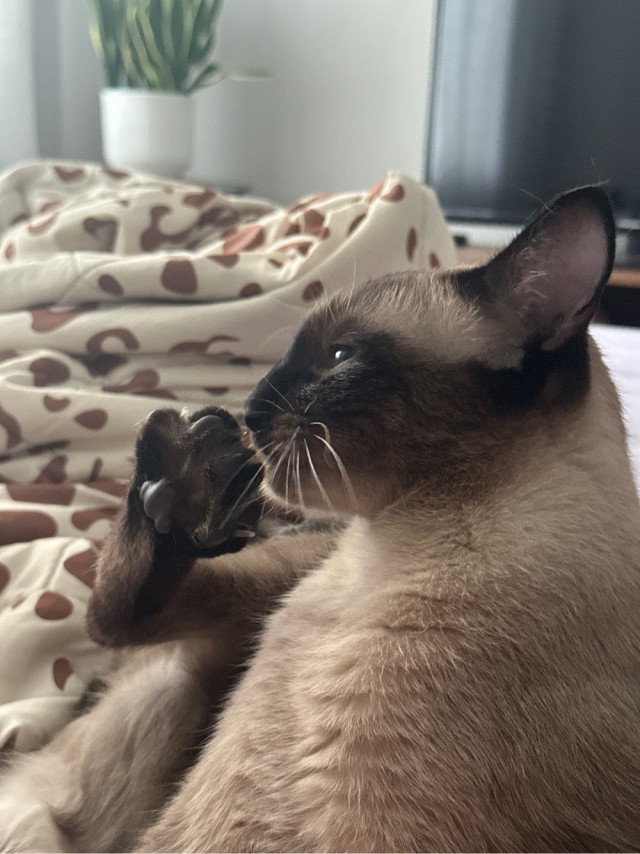 К котовторнику. Моя Сиамка