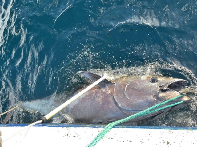 В Норвегии рыбак три часа боролся с 280-килограммовым тунцом