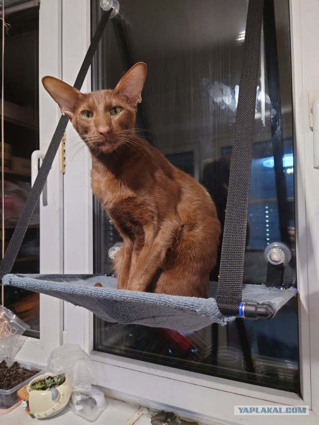 гамак котам, на окно.
