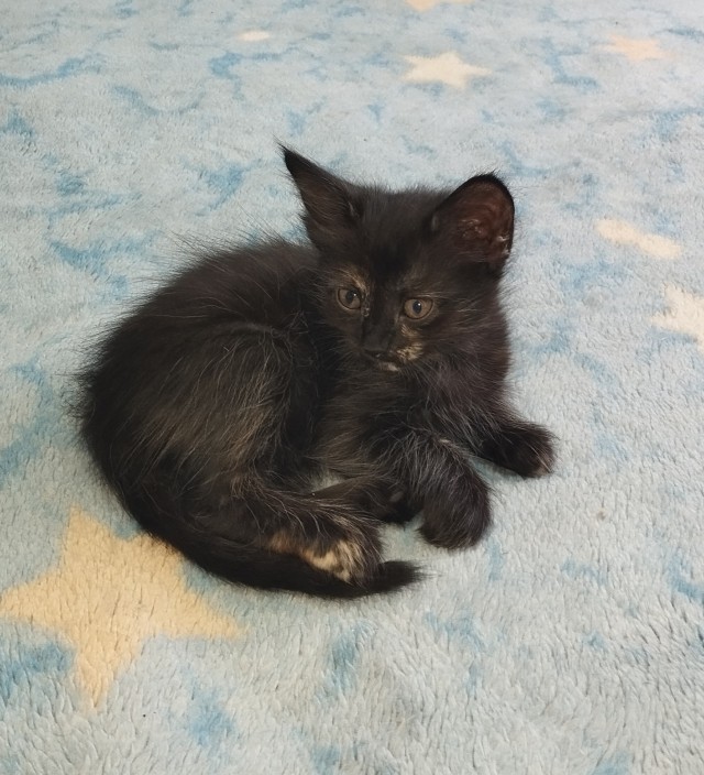 Кому средство от грызунов?