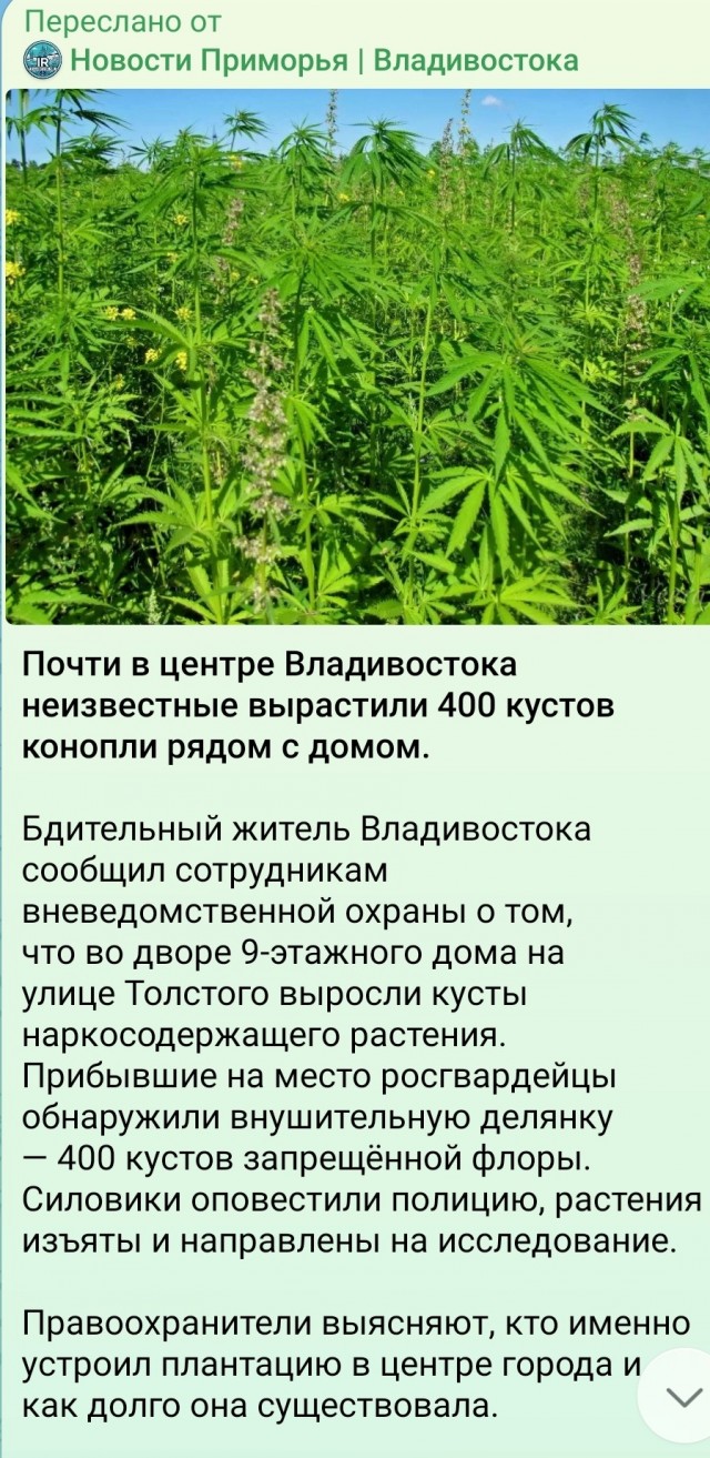 Решили сделать фотографии на фоне вкусно пахнущего растения