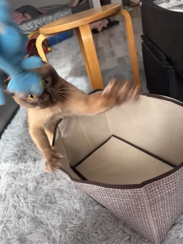 Котовторник