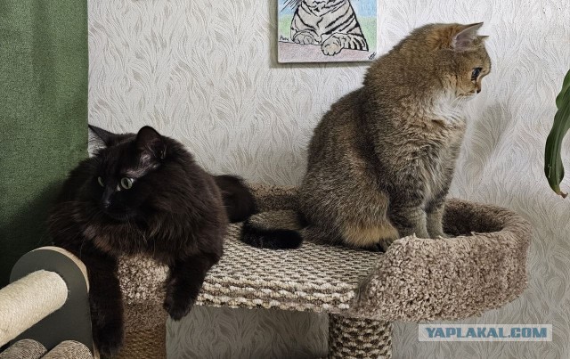 Сегодня день защиты животных
