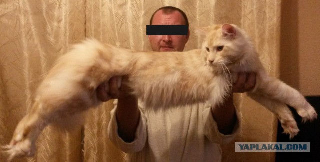 Большой коте или маленькая пума.