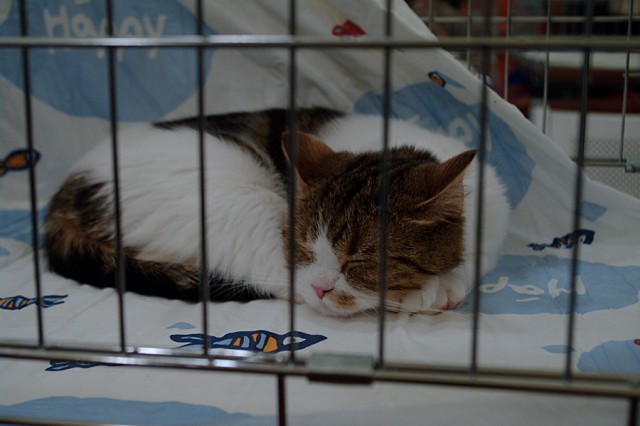 Котовторник 17.06.2014