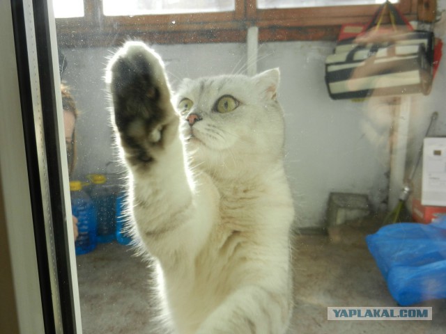 Котейка