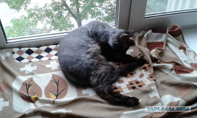 Котовторник 23.09.2014.