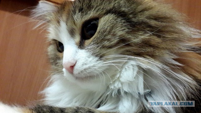 Котовторник 2.12.14