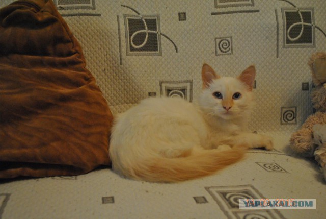 Котовторник 15-09-2015 !