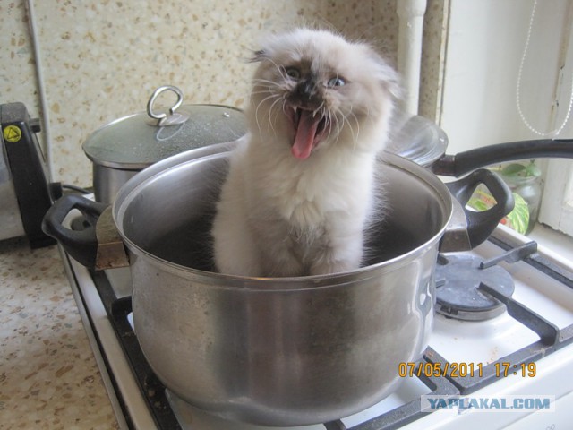 Кто съел сметану?