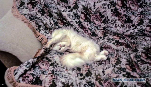 Котовторник 22.03.2016