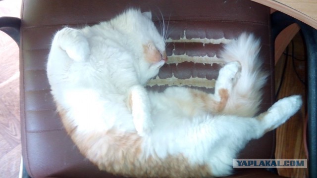 Котовторник 12.04