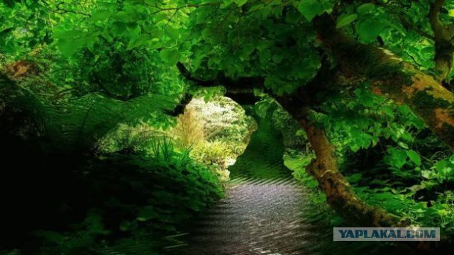 Юкка: уход и размножение