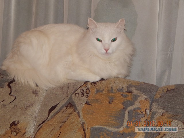 Котовторник 05.07.16