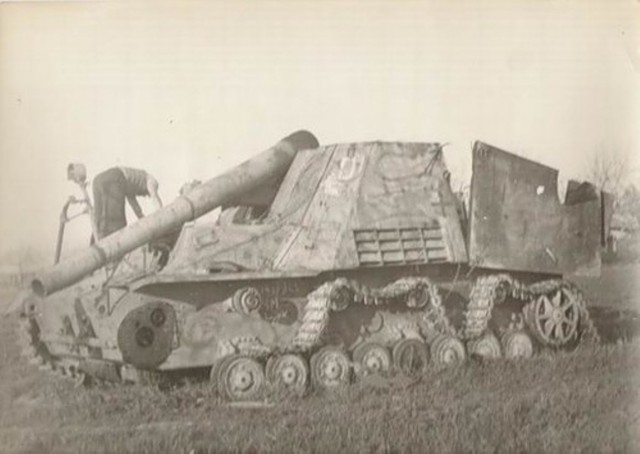 Длинный шмель