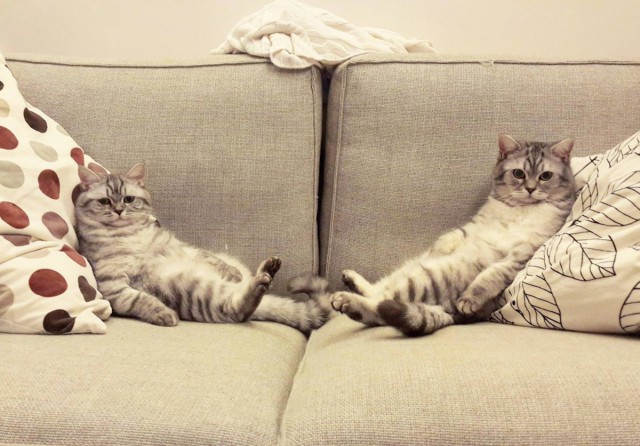 Коты из сети