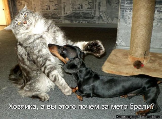 Такса  это навсегда