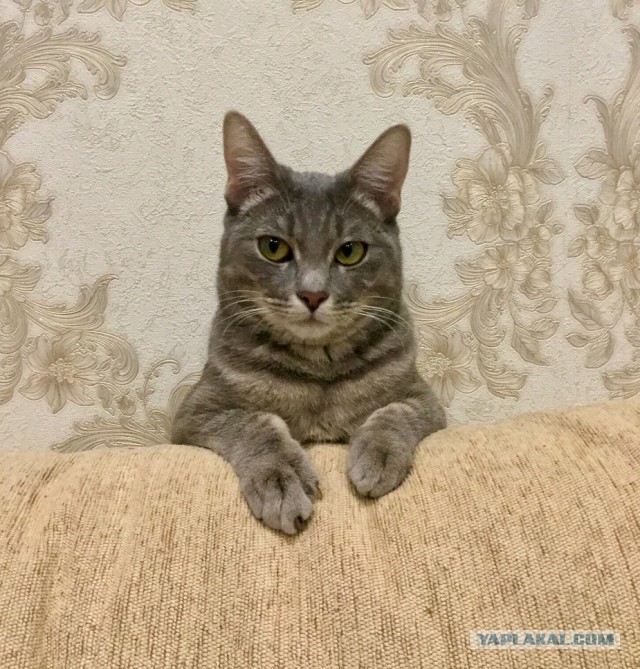 Котовторник 14.03.2017