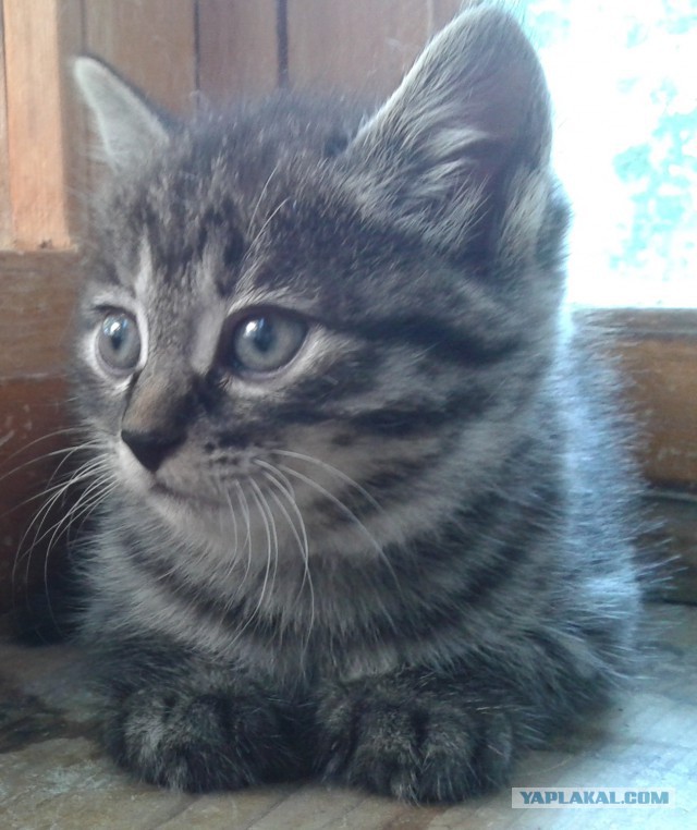 Котовторник 11.07.2017