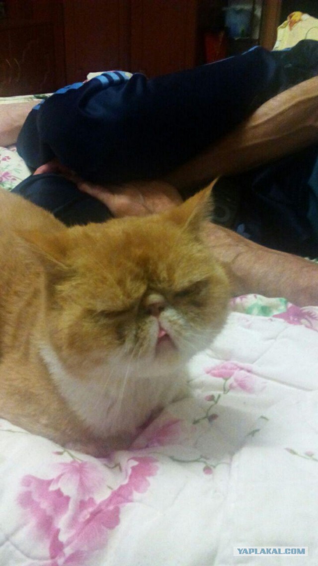 Котовторник 19.09.2017