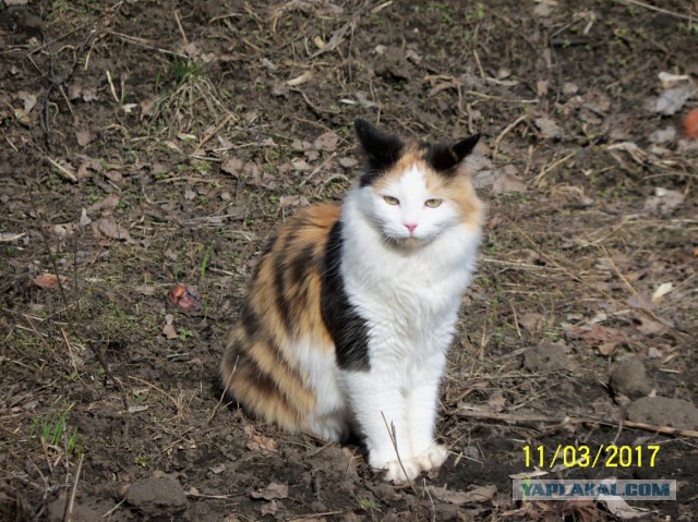 Котовторник 28.11.2017