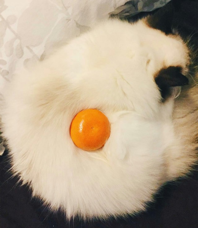 Прикольных котов пост