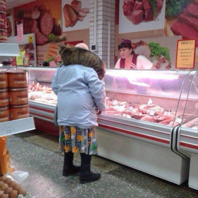 Живность из сети