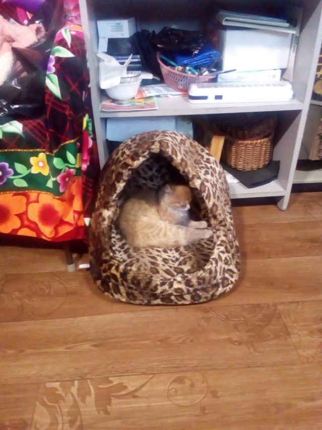 Прикольных котов пост