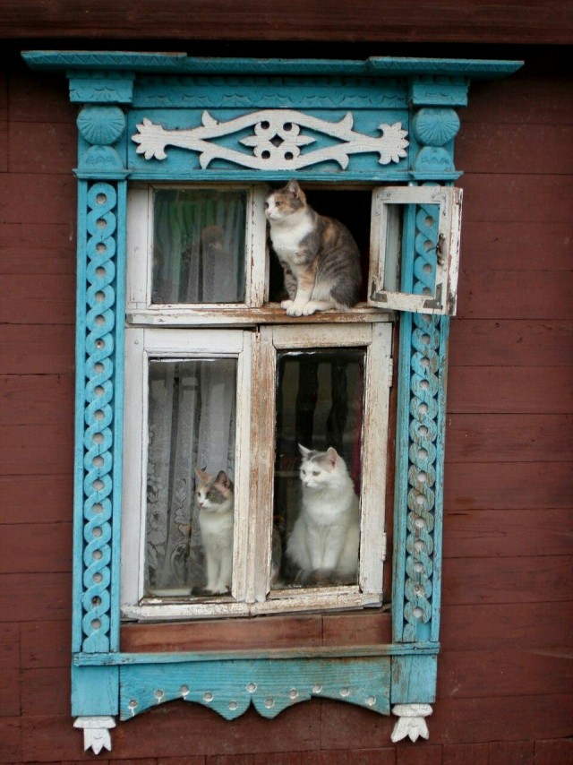 Живность из сети
