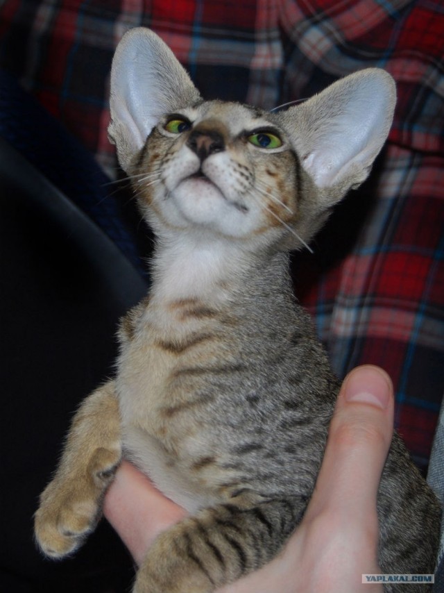 Котовторник, для любителей кошек