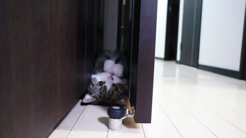 Сонный Котовторник
