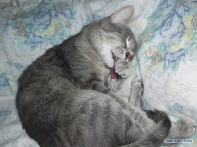 Котовторник (24. 01. 2012 )