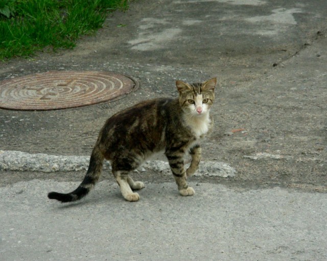 Котовторник на 26.06.12