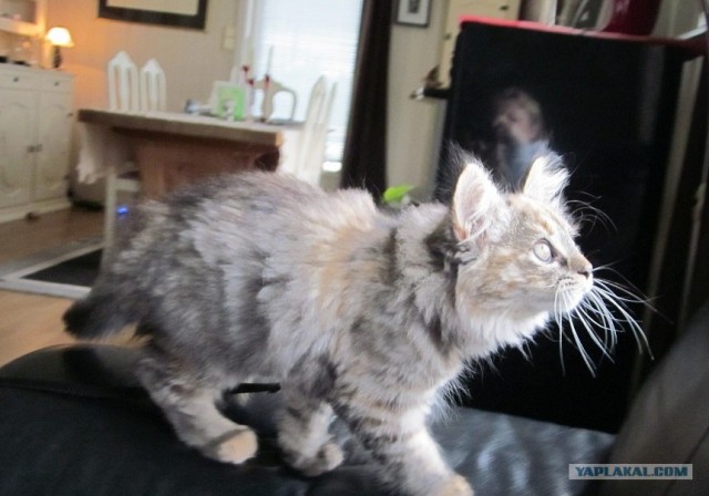 Котовторник 10. 07. 2012