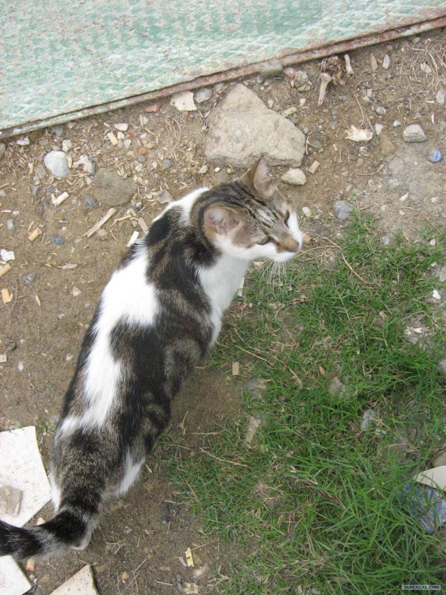 Котовторник 24.07.2012