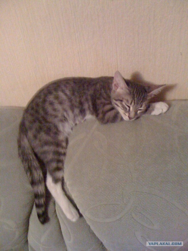 Котовторник 07.08.2012