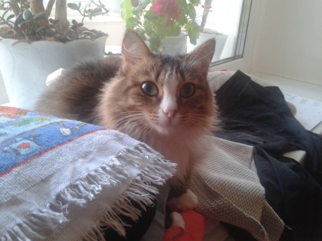 Котовторник  21.08.12
