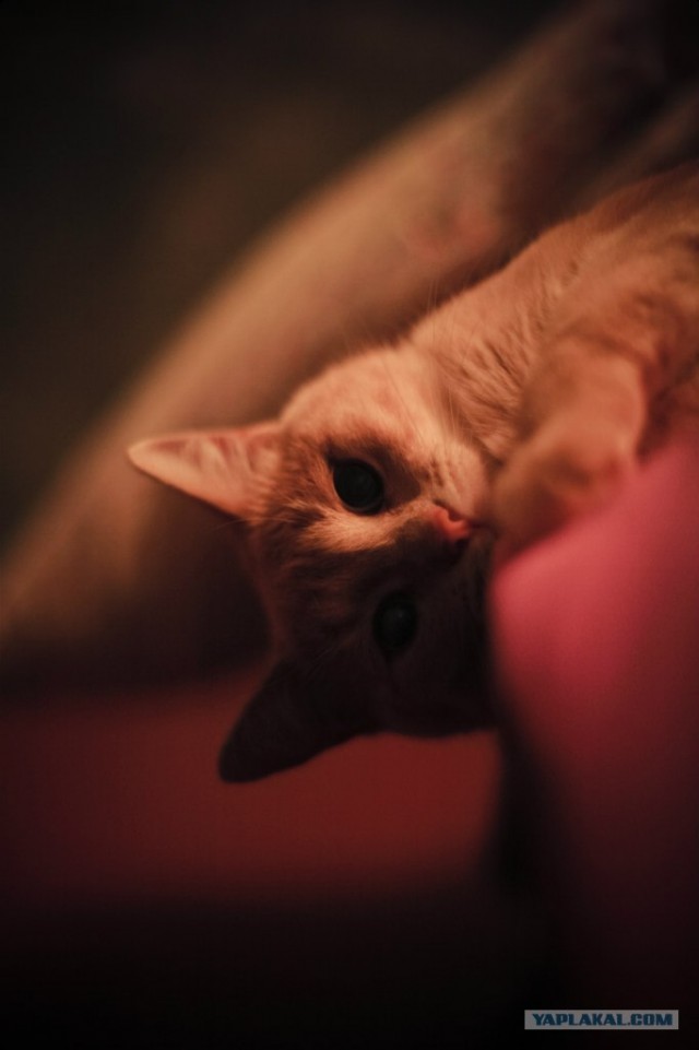 Котовторник  16.10.12