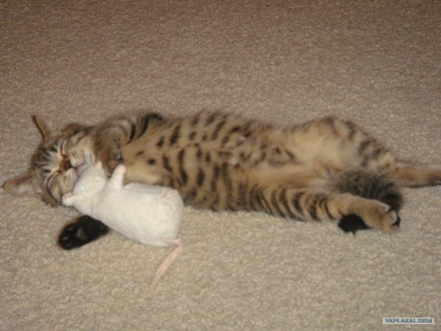 Котовторник 12.02.13