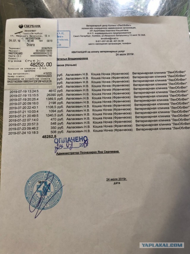 Помогите вернуть кота! Приют "Преданное сердце" украл кота и не отдает!-2