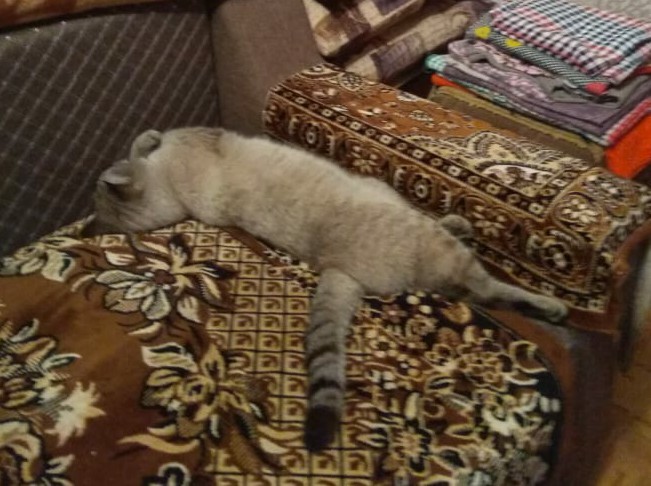 Что значит поза, в которой спит твоя кошка
