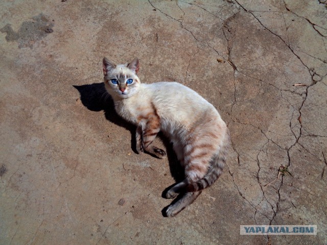 Лапша лугового флота свободного выгула