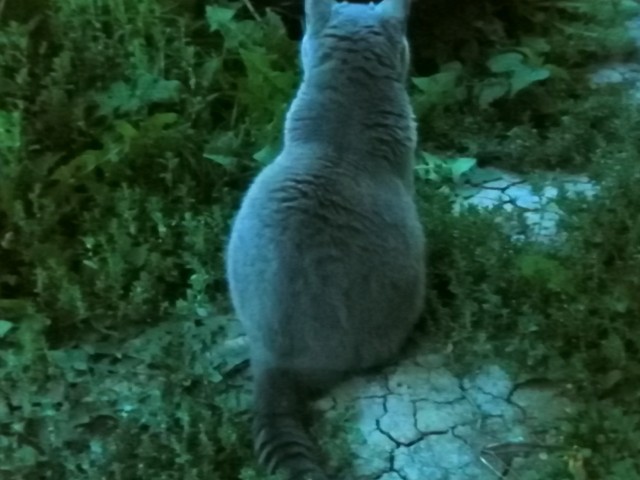 Про котикоф