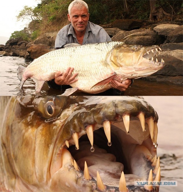 Большая тигровая рыба: даже крокодилы избегают встреч с ней