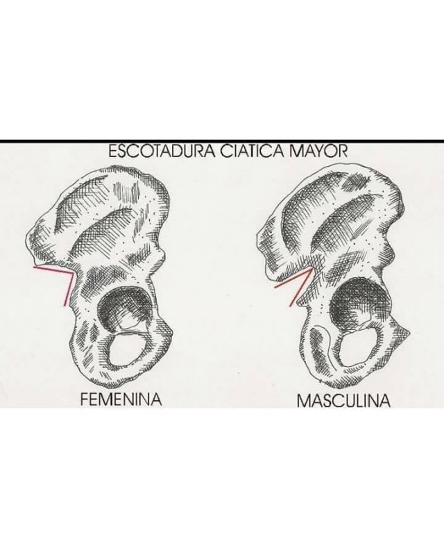 Различия мужской и женской анатомии