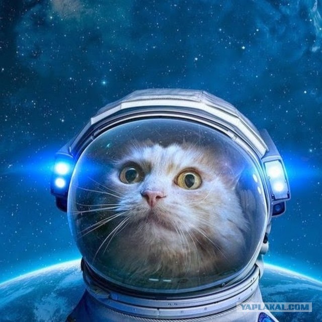 Кото-трэк