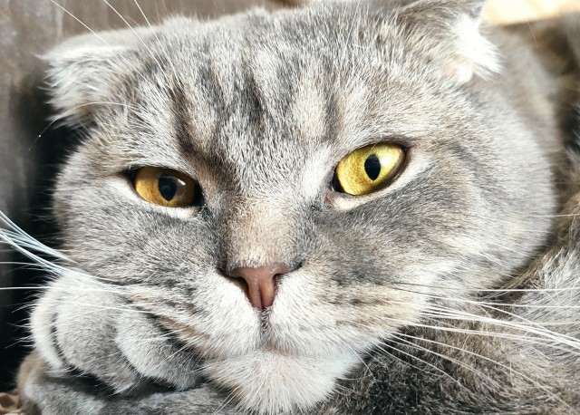 Котовторник же!
