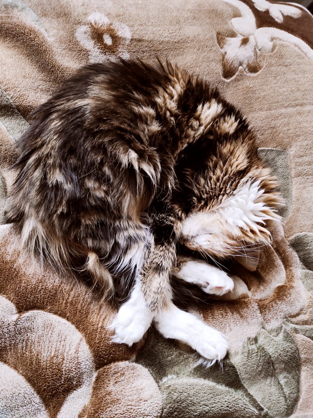 Хоба! Котовторник!