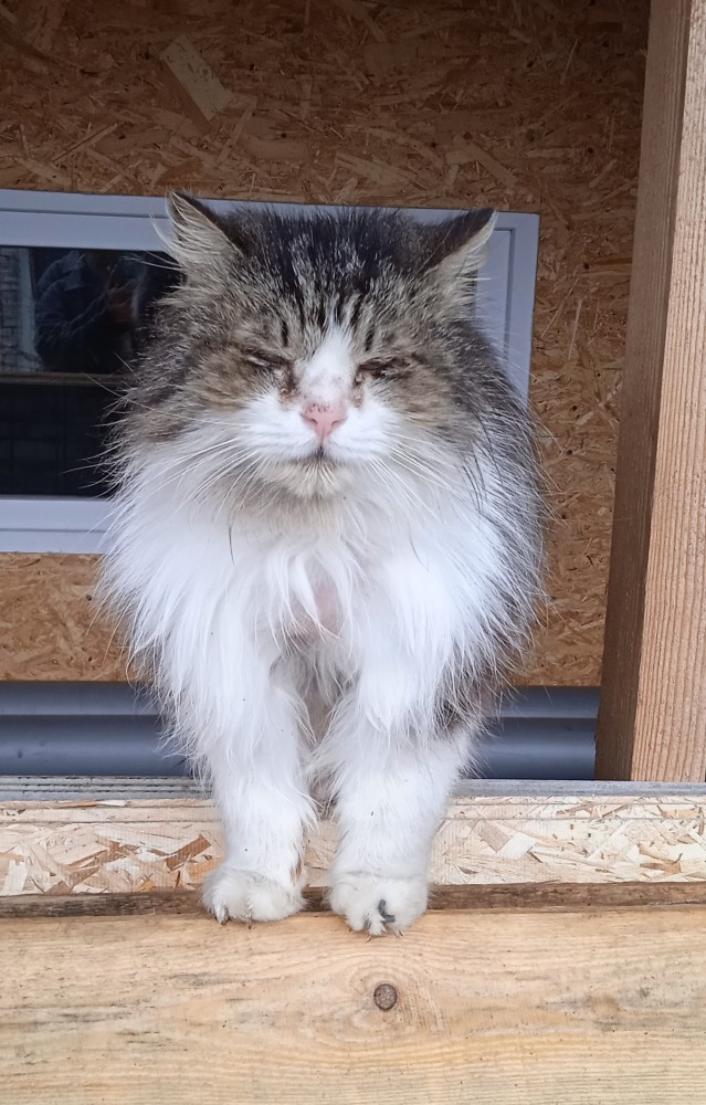 К котовторнику